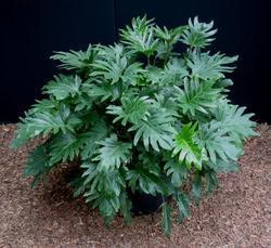 Philodendron Xanadu Tissue Culture Plant