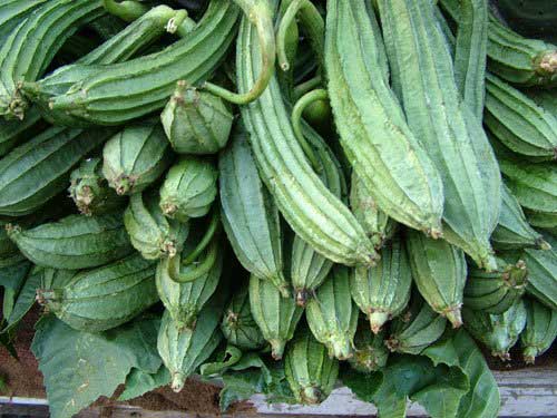 Fresh Ridge Gourd