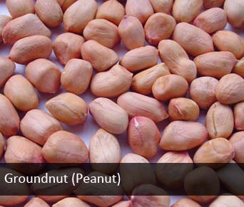 Groundnut (peanut)