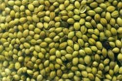 coriander seeds