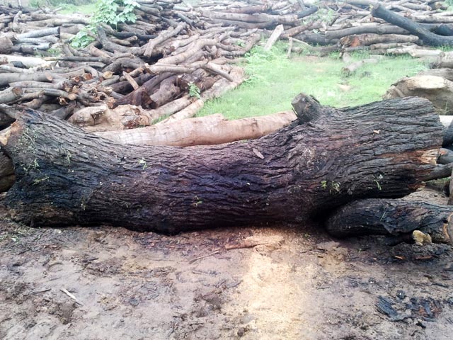 Babool Wood cutsize