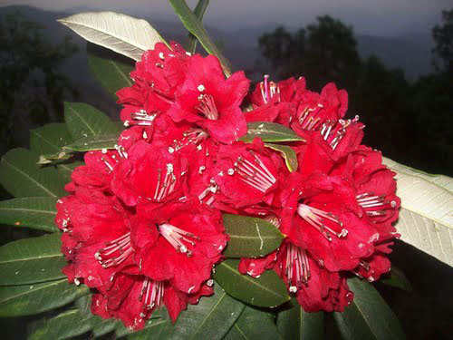 Burans Flower