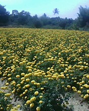 P3 Yellow Hybrid F1 Marigold Seeds
