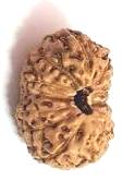 14 Mukhi Java Rudraksha Bead