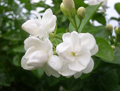 Fresh Jasmine Flower (01)