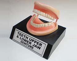 Teeth Upper Dental Equipment