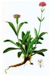 Spikenard Oil