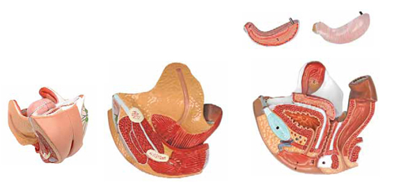 4 Parts Female Genital Organs Model