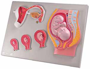 Fetal Development Model