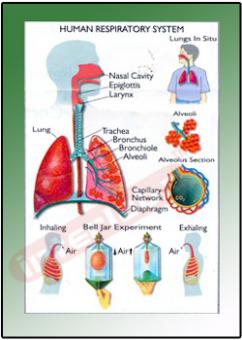 human respiratory system sy