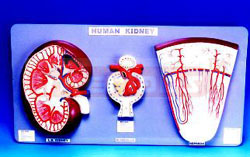 KIDNEY SECTION