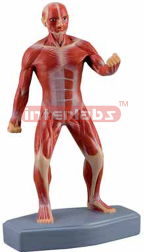 Mini Muscular Figure