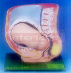 pregnancy pelvis model