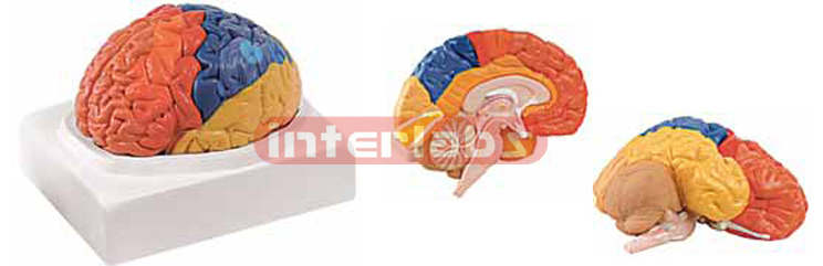 Regional Brain Model, Size : 16x20x14 Cm