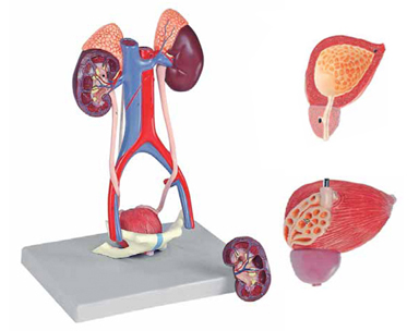 5 Parts Urinary System Model, Size : 24, 5x18x36 Cm