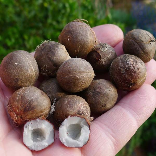 jubaea chilensis seeds (coquito nuts, bab by Melans Import Export Corp ID 2103959