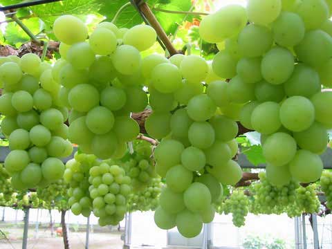 fresh grapes