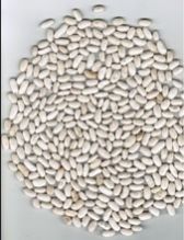 white kidney beans
