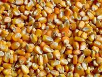 yellow corn