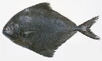 black pomfret fish