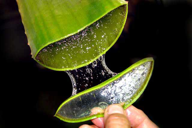 Aloe Vera gel