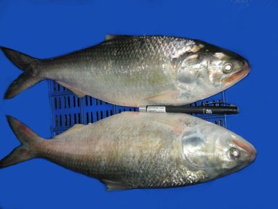 hilsa fresh fish