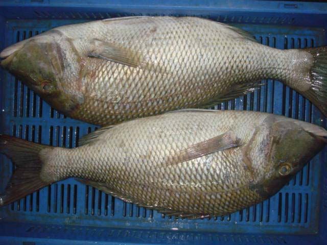 Frozen Emperor Fish