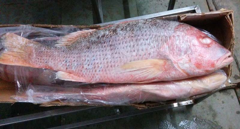 Frozen Red Snapper Fish, for Cooking, Making Medicine, Feature : Delicious Taste, High Protien