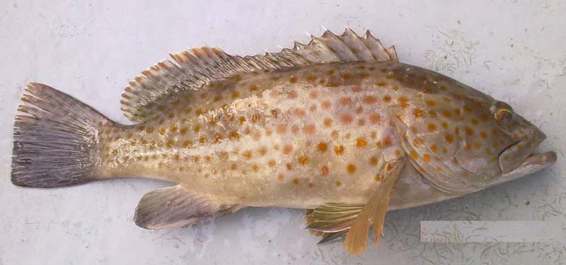 Frozen Spotted Reef Cod Fish