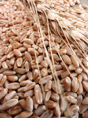 Wheat Seeds