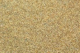 Organic Pearl Millet Seeds, for Cattle Feed, Cooking, Packaging Type : Gunny Bag, Plastic Bag