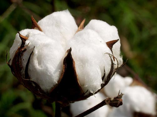 Plain Organic Raw Cotton, Technics : Handloom
