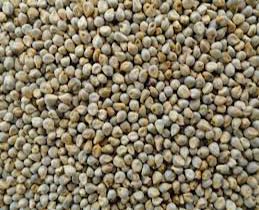 Green MILLET,green millet