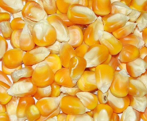 Maize