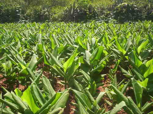 Turmeric Plants