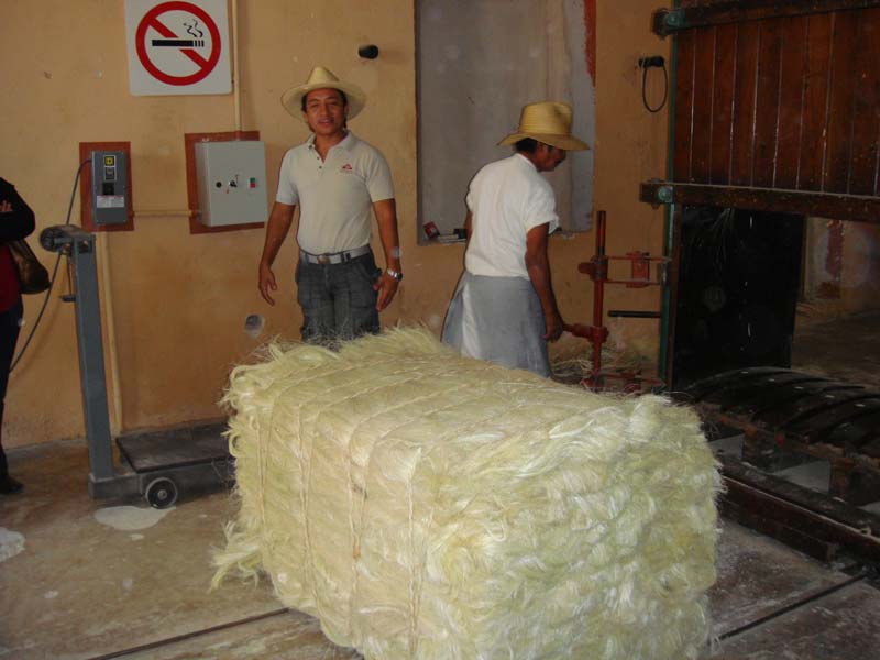 Sisal Fiber