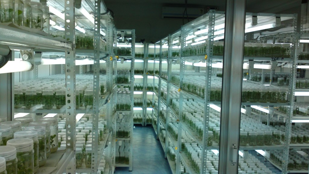 Tissue Culture Teak Plant