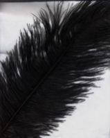Ostrich Feather