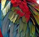 Parrot Feathers