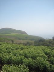 Boh Tea Estate, Cameron Highlands
