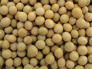 Soya Beans