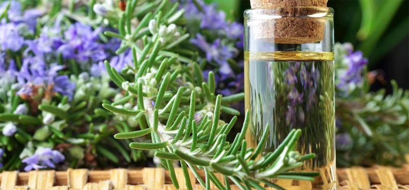 Rosemary essential oil, Packaging Type : Packed Hygienically In Bottles