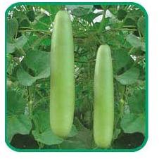 Vegetable Seeds of Bottel Gourd Navoday