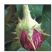 Vegetable Seeds of Brinjal Atul