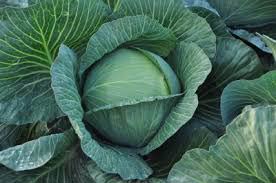 Vegetable Seeds of Cabbage Tropicana
