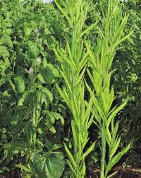 Vegetable Seeds of Clusterbean Sonali