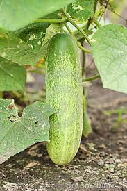 Vegetable Seeds of Cucumber Komal