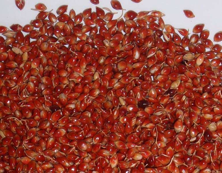 Piper Sudan Grass Seed