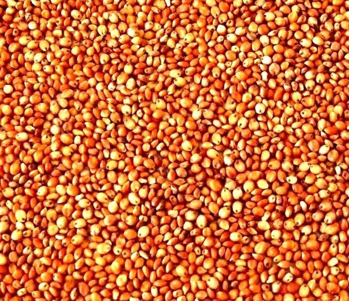 Sorghum Sudan Grass Seed