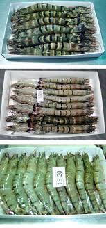 Frozen Vannamei Shrimp &amp;amp; Black Tiger Shrimp